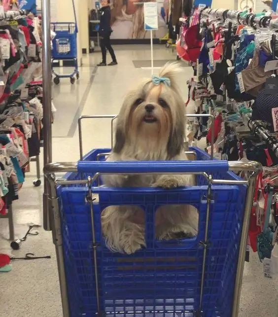 Shih Tzu sitting on a shopping cart