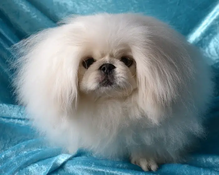 A white Pekingese sitting on top of the blue couch