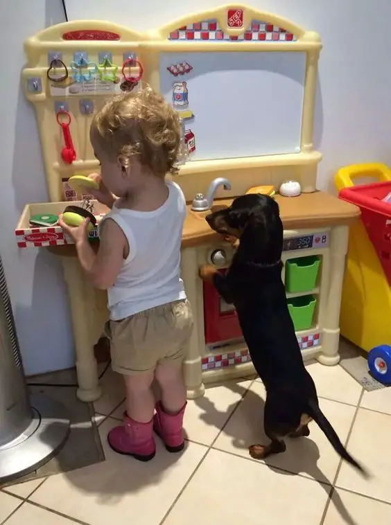 dachshund and a kid playing