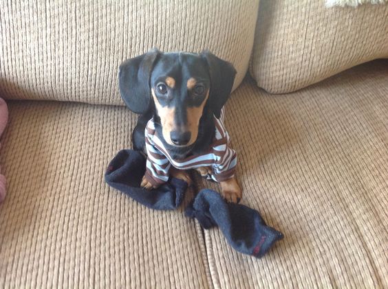 dachshund standing on a sofa with socks