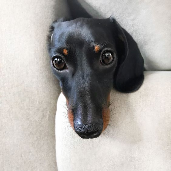 A Dachshund in between the couch with only its head showing