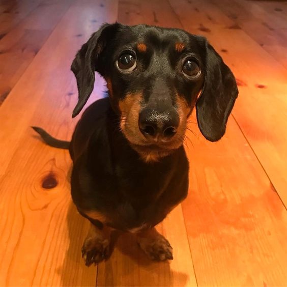 dachshund begging