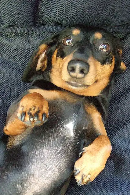 dachshund lying on its back showing its belly