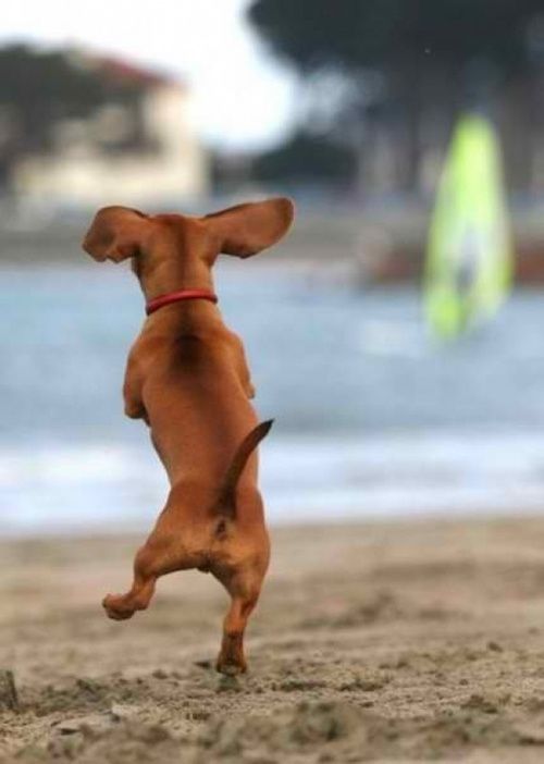dachshund dancing on the beach
