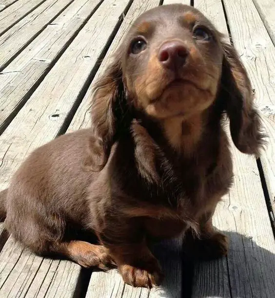 Dachshund puppy sitting on the wooden floor while looking up with its begging face