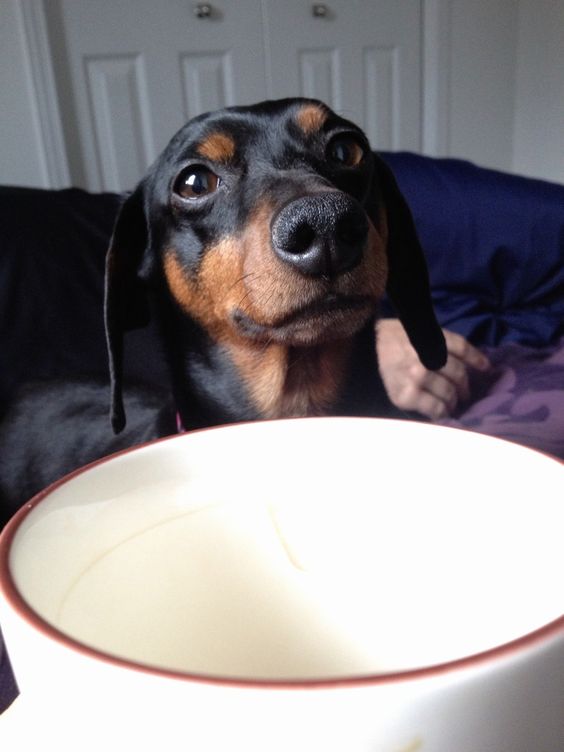 Dachshund in the bed in front of the bowl with its begging face