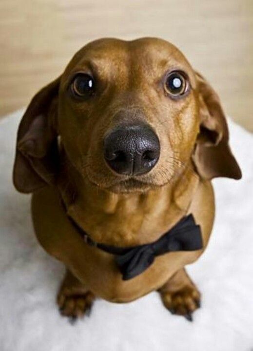 Dachshund sitting on the floor wearing a black ribbon tie around its neck while looking up with its begging eyes