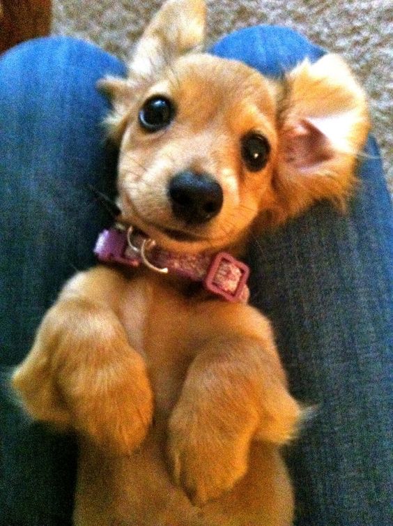 Dachshund puppy in its owner's lap with its adorable face