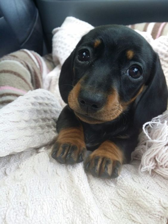Dachshund puppy on the couch with its begging face