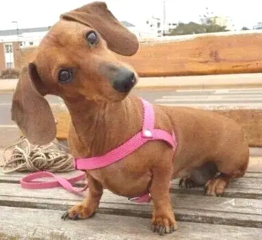 Dachshund on the wooden bench tilting its head