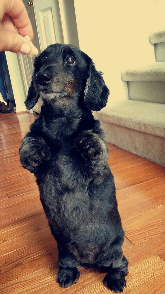 Dachshund sitting pretty while looking at the treats in its owner's hand