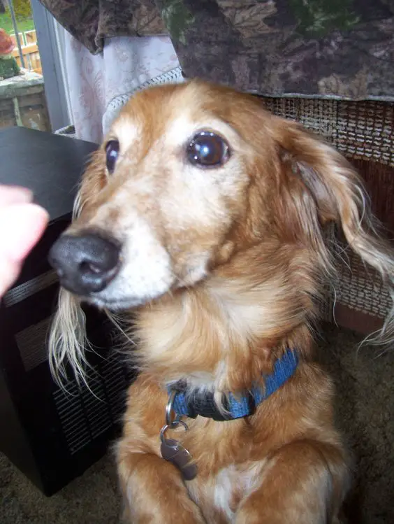 Dachshund looking at the treats in the hand