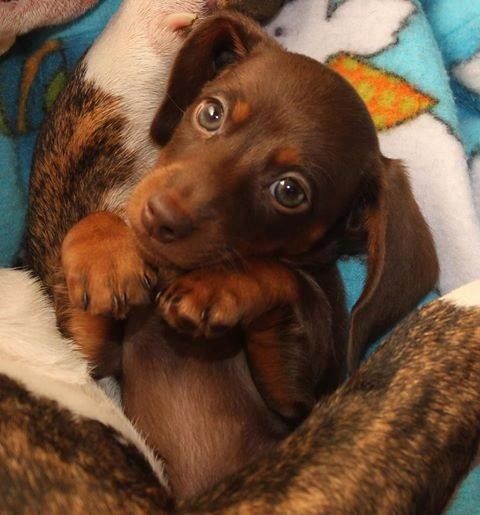 Dachshund lying on the bed with its begging face