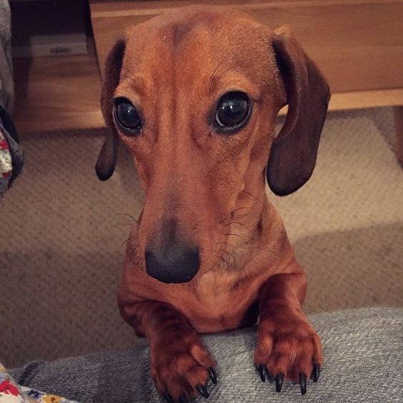 Dachshund standing up against the couch with its begging face