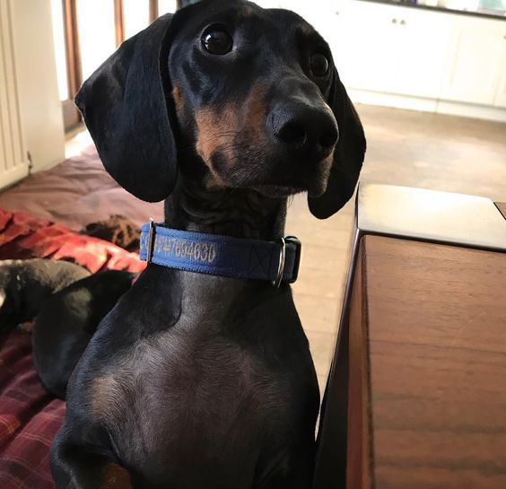Dachshund looking up with its big eyes