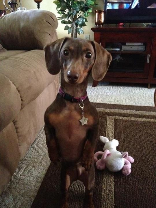 Dachshund standing up with its begging face