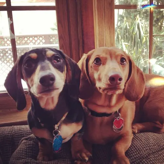 two Dachshund lying on the couch with their begging face