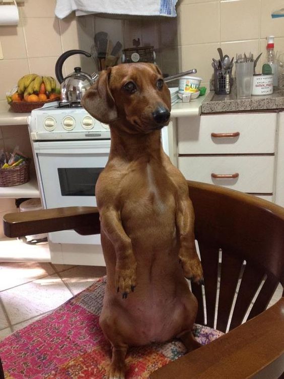 Dachshund doing a sitting pretty in the chair with its begging face