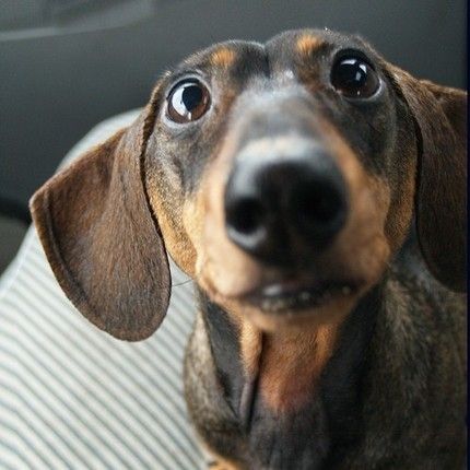 Dachshund sitting in the car seat looking up with its begging face