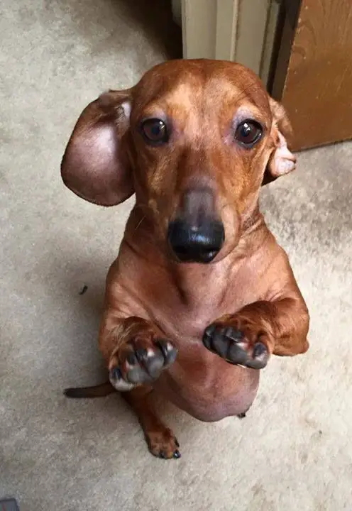 Dachshund standing up with its begging face