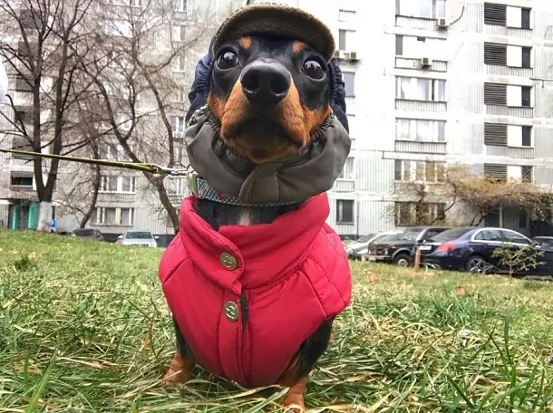 Dachshund wearing a winter clothes while standing on the green grass with building and parked cars behind him