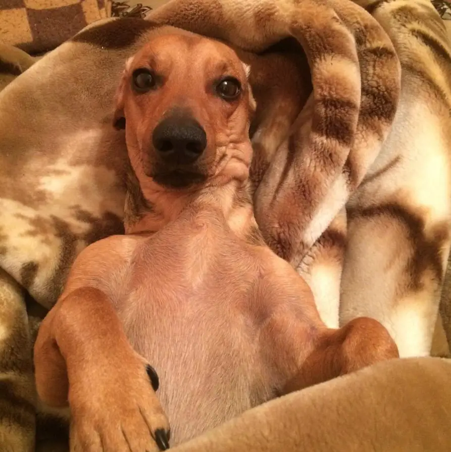 Dachshund lying on its back while snuggled up in a blanket
