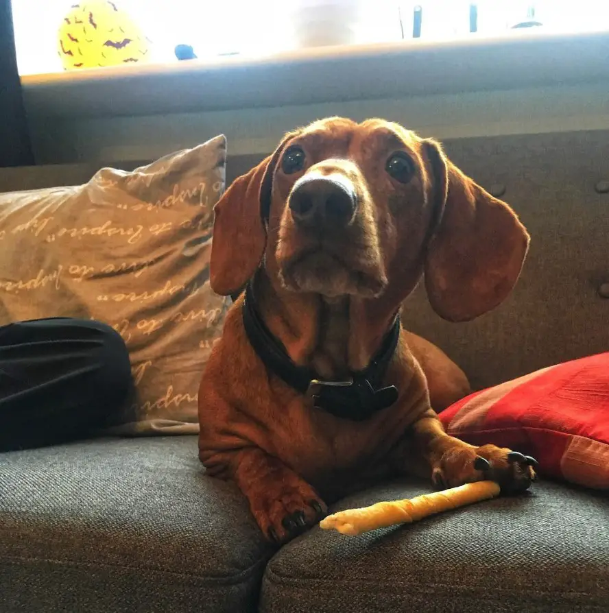 Dachshund lying on the couch with its paw on top of a snack while curiously looking up