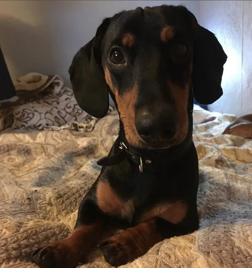 Dachshund lying on the bed while staring with its adorable eyes