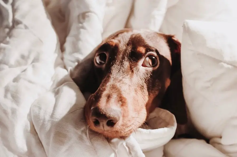 Dachshund snuggled in blanket on the bed with sunlight in its face
