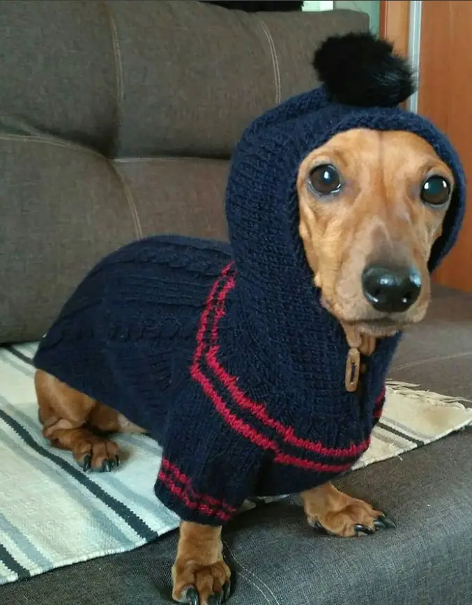 Dachshund wearing a crocheted sweater with a hoodie while standing on the couch