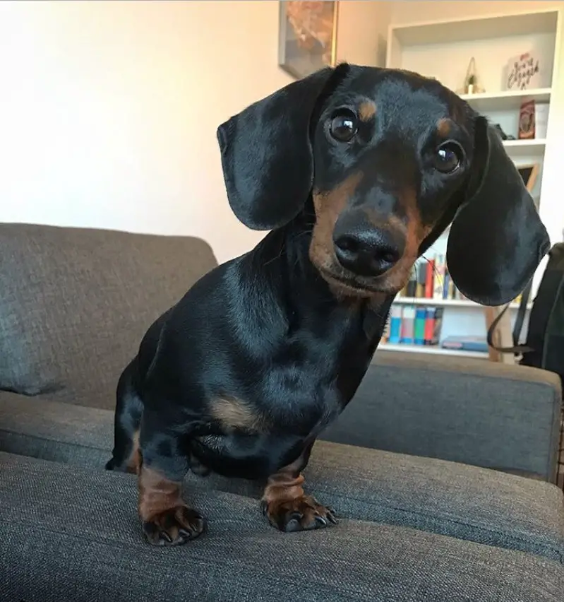 Dachshund standing on the sofa with its curious face