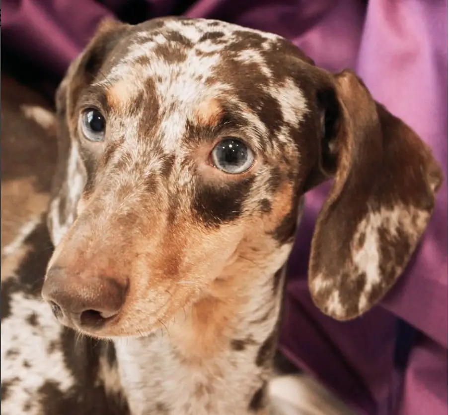 Dachshund in a velvet purple blanket while looking up with its adorable eyes