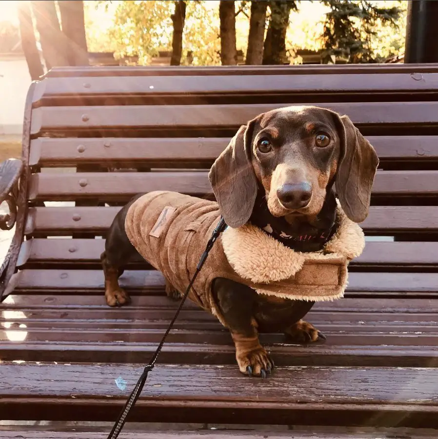 Dachshund wearing a winter sweater while standing on the bench at the park