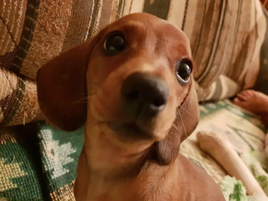 Dachshund puppy lying on the couch while looking up with its adorable face