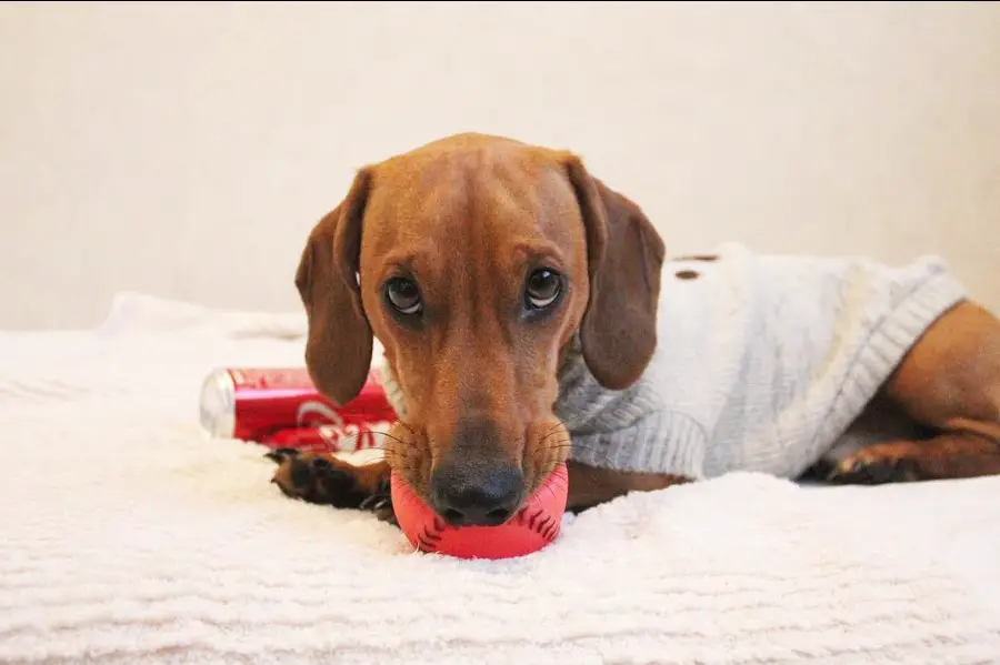 Dachshund lying on the bed with ball in its mouth and looking up with its sad eyes