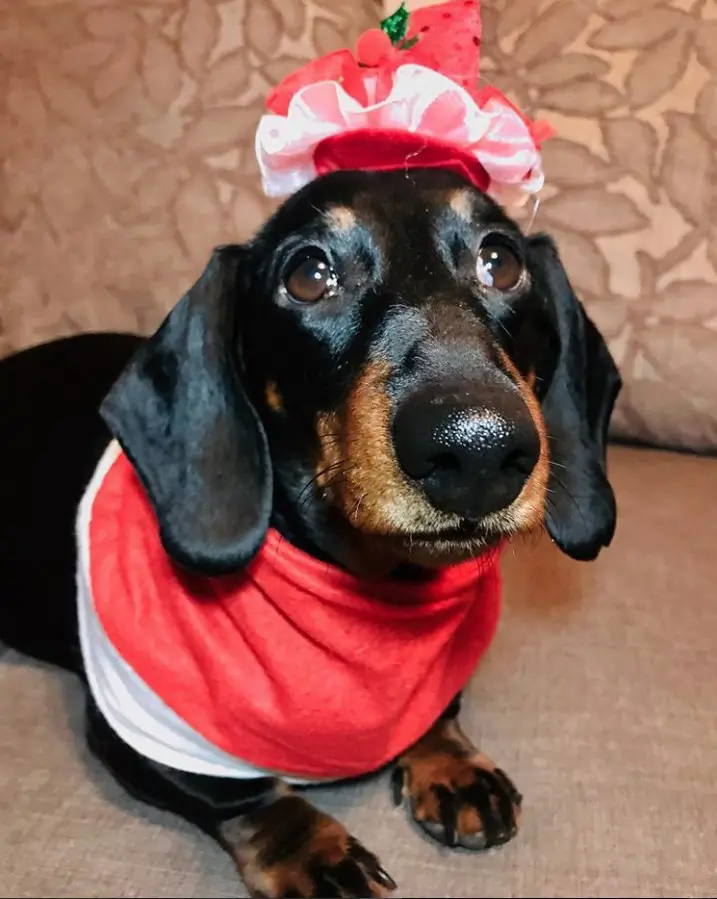 Dachshund wearing a ruffled red and white headpiece and a red and white scarf while lying on the couch and looking up with its begging eyes