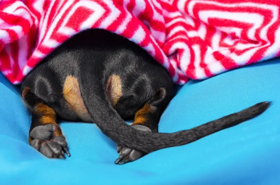 Dachshund under the blanket while only showing its butt and paws