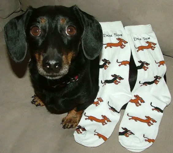 A Dachshund sitting on the couch with a Dachshund printed pair of socks with on its back