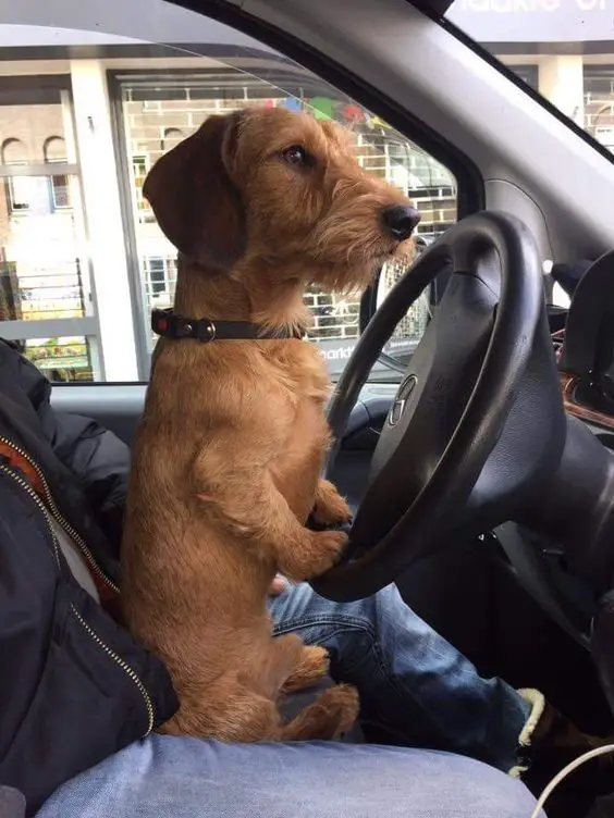 dachhund driving
