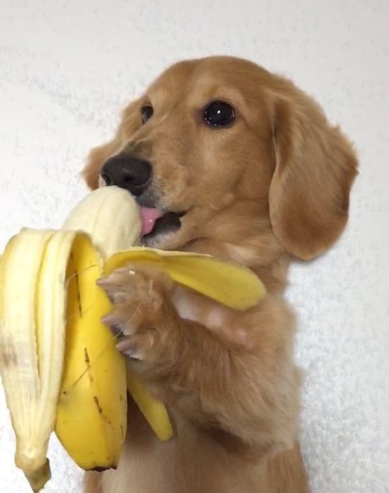 A Dachshund puppy lying on the bed while holding and licking the banana