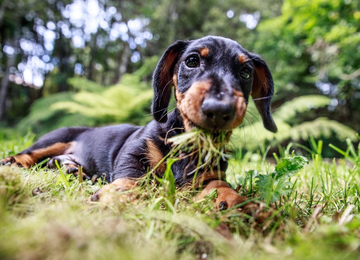 30+ Foods Dachshunds Go Crazy For The Paws