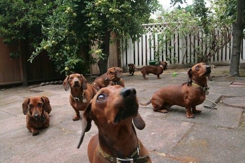 seven Dachshund standing on the pavement
