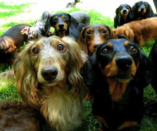 group of dachshunds staring