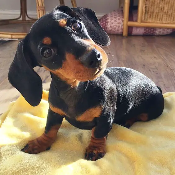 A Dachshund sitting on the blanket on the floor while tilting its head