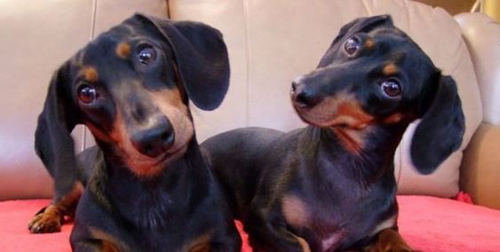 dachshunds tilting its head