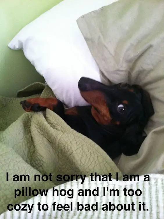 A Dachshund sleeping on the bed photo with caption - I am no sorry that I am a pillow hog and I'm too cozy to feel bad about it.