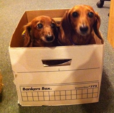 two Dachshunds sitting inside the cardboard box