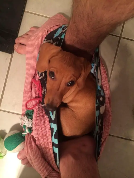 dachshund sitting in the bathroom floor in between the owners shorts in his feet