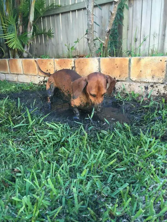 A Dachshund playing in the mud
