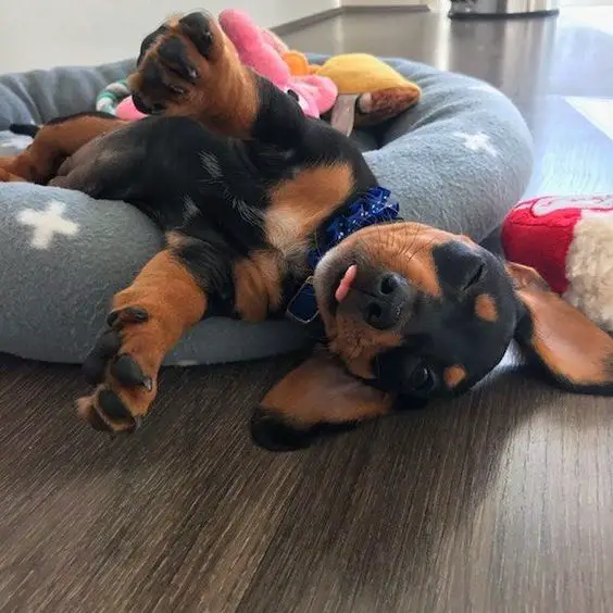 A Dachshund puppy sleeping on bed